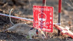 Podgana Ronin mine kambodža Guinnessova knjiga rekordov