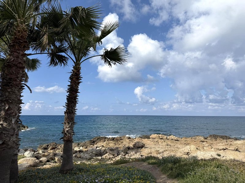 Ciper Paphos morje palme