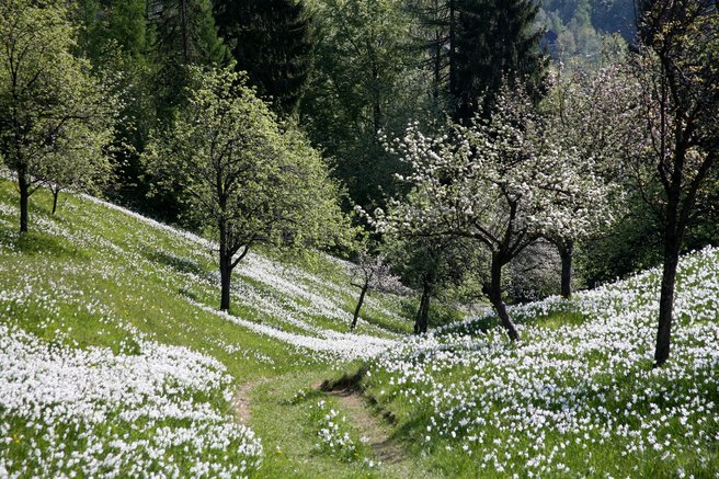 Golica narcise cvetenje