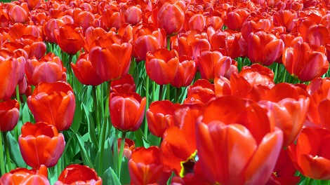 Tulipani razstava Mozirski gaj