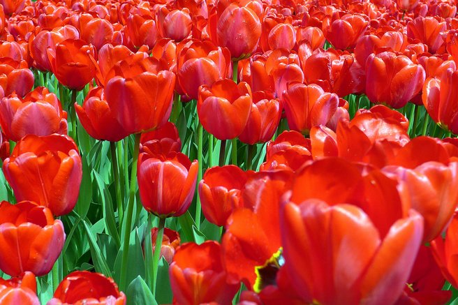 Tulipani razstava Mozirski gaj