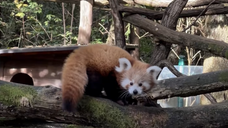mačji panda