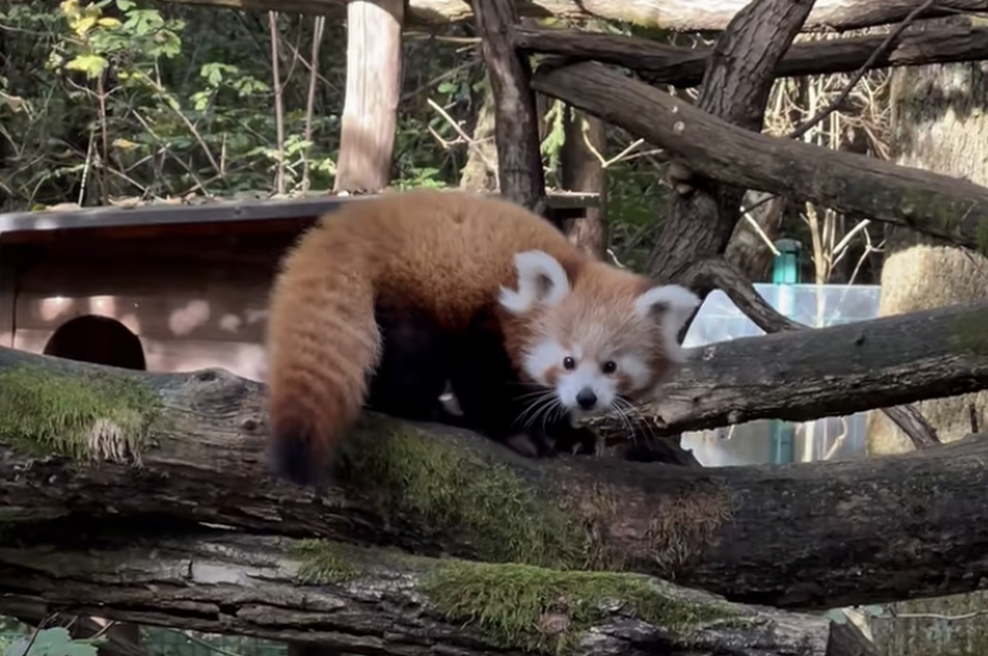 Žalost za obiskovalce ljubljanskega živalskega vrta: mali mačji panda odhaja v tujino, a iz prav posebnega razloga (foto: TikTok/ZOO Ljubljana)