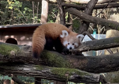 Žalost za obiskovalce ljubljanskega živalskega vrta: mali mačji panda odhaja v tujino, a iz prav posebnega razloga