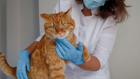 Mačka žival veterinar
