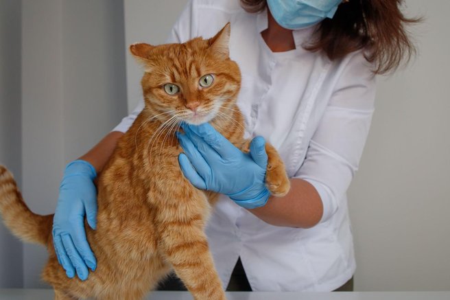 Mačka žival veterinar