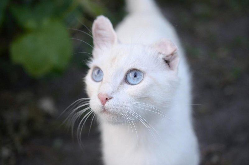 Mačka žival veterinar