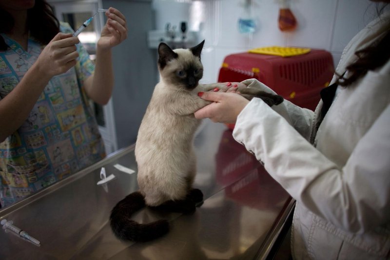 Mačka žival veterinar