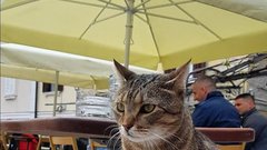 Piran Fritolin pri kantini