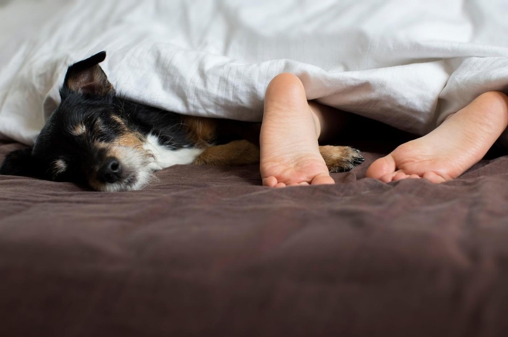 Osupljivo razkritje veterinarjev: spite skupaj s psi in mačkami? Nikar ne počnite tega, nevarno je! (foto: Profimedia)