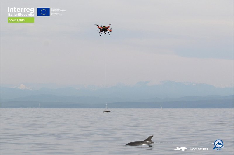 Delfine so v slovenskem morju spremljali droni, to je razlog (FOTO)