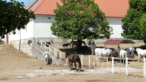 Kobilarna Lipica