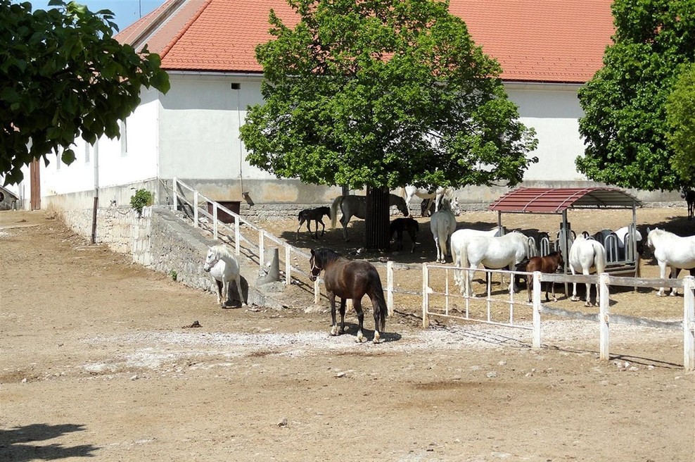 Kobilarna Lipica načrtuje številne spremembe: turisti bodo presenečeni nad ... (foto: Profimedia)