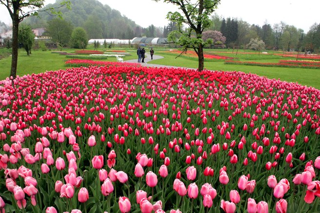 arboretum volčji potok