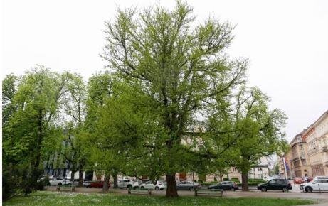 drevo leta 2024 ginko