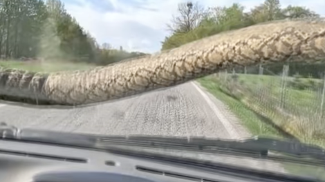 kača na avtu