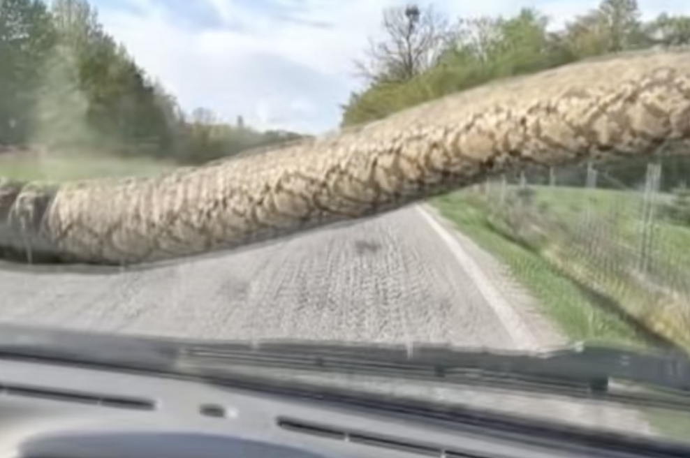 Prizor, ob katerem ledeni kri: Igorja na cesti proti Poreču presenetila ogromna kača (pozor, ni za občutljive!) (foto: TikTok/hrvatska_radiotelevizija)