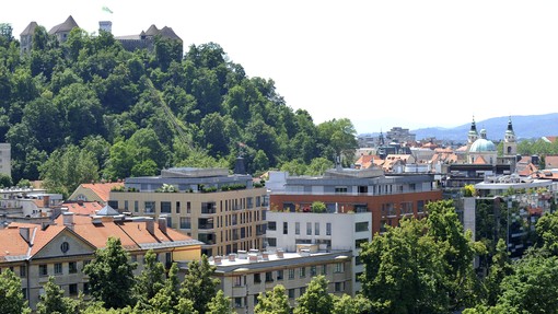 Kralj med drevesi: Ljubljana ima novo zeleno zvezdo! Poglejte, kje se nahaja najlepše drevo v prestolnici