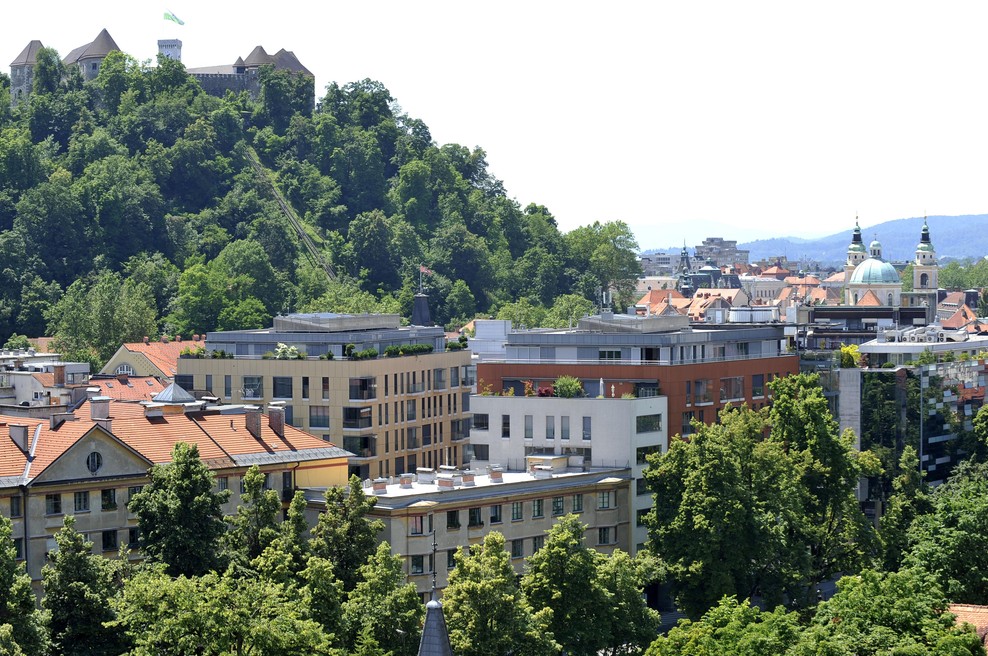 Kralj med drevesi: Ljubljana ima novo zeleno zvezdo! Poglejte, kje se nahaja najlepše drevo v prestolnici (foto: Žiga Živulovič jr./Bobo)