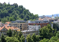 Kralj med drevesi: Ljubljana ima novo zeleno zvezdo! Poglejte, kje se nahaja najlepše drevo v prestolnici