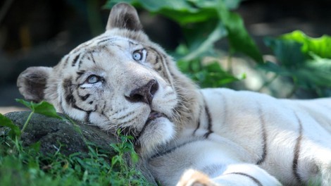 tiger bela bengalska tigrica živalski vrt smrt