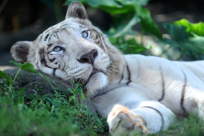 tiger bela bengalska tigrica živalski vrt smrt