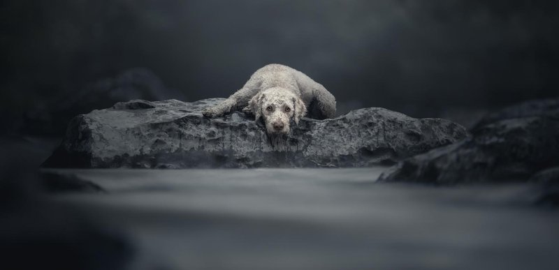 Slovenko razglasili za fotografinjo živali leta 2025
