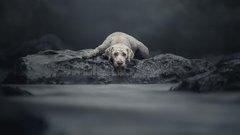 Slovenko razglasili za fotografinjo živali leta 2025