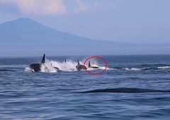 Znani fotograf odšel na morje, nato pa v objektiv ujel osupljivo 'zver': takšnih na svetu skoraj ni! (FOTO)