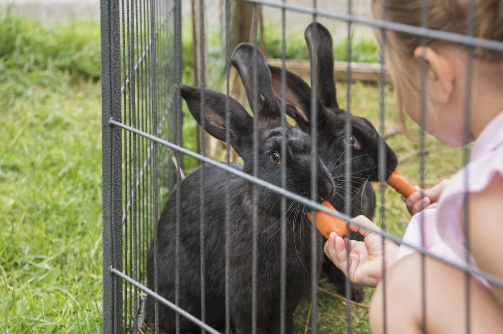 Ste vedeli, da zajci sploh ne bi smeli jesti korenja? (Razkrito, kaj tiči za vseprisotnim mitom) (foto: Profimedia)