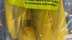 banane pajek