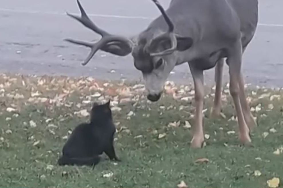 Na trati pred hišo sta se srečala mačka in - jelen! Kamera posnela dvoboj, kar je sledilo, je osupnilo vse (VIDEO) (foto: YouTube/posnetek zaslona)