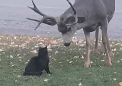 Na trati pred hišo sta se srečala mačka in - jelen! Kamera posnela dvoboj, kar je sledilo, je osupnilo vse (VIDEO)
