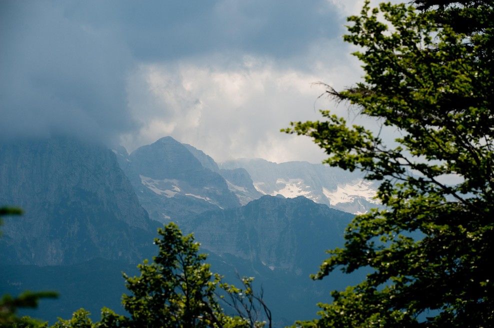 Letalska nesreča na območju Mangarta: manjše letalo pristalo v drevesni krošnji (foto: Srdjan Živulovič/Bobo)
