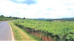 Kras vinograd