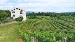 Kras vinograd