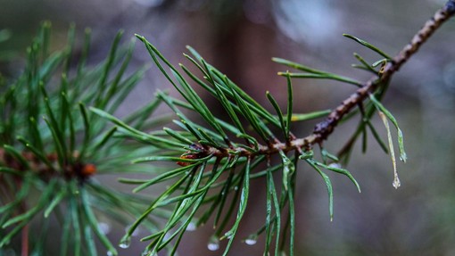 Vremenoslovci razkrili, kaj nas čaka ta teden (in kje bo meja sneženja)