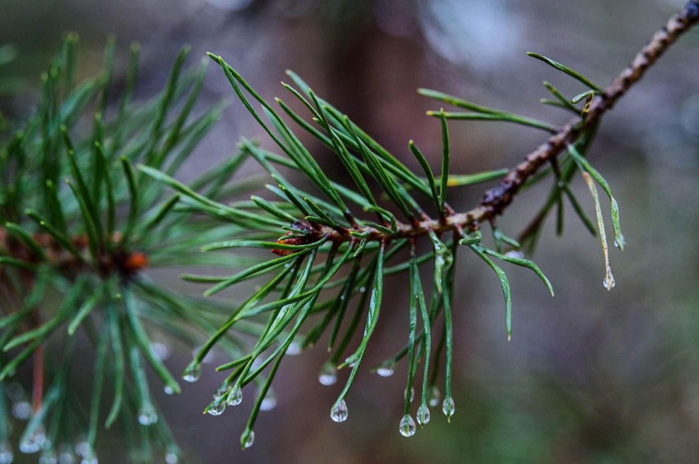 Nov teden prinaša plohe in nevihte: temperature bodo kljub temu ugodne (foto: Profimedia)