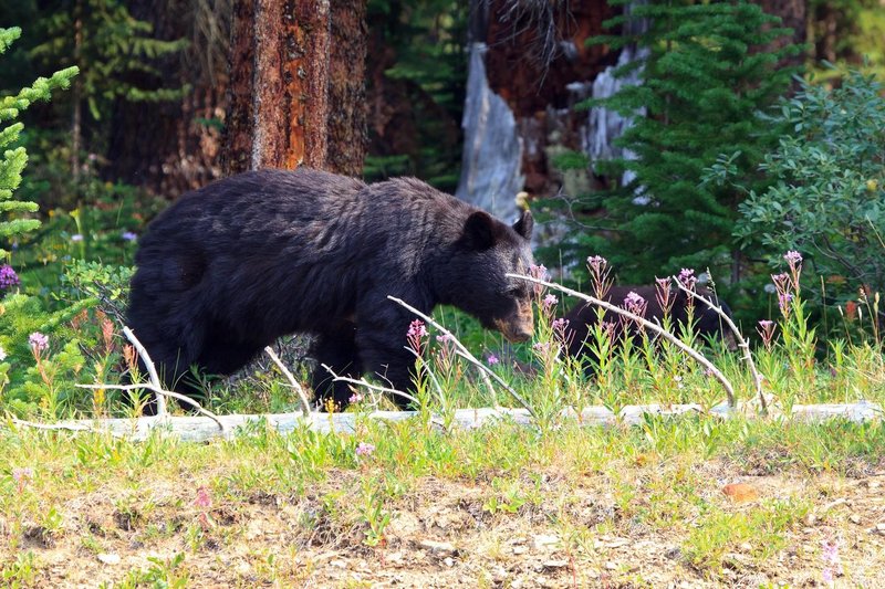 medved florida zda ostrel