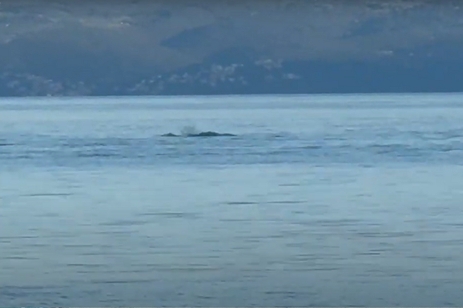 delfini hrvaška jadran stobreč split morje