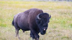 bizon moški napad ZDA Yellowstone