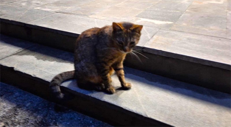 Miško razveseljeval bolnike, zdaj mu je prepovedan vstop na urgenco: "Bil je naša edina svetla točka"