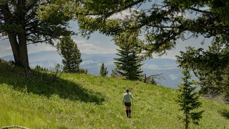 bizon moški napad ZDA Yellowstone