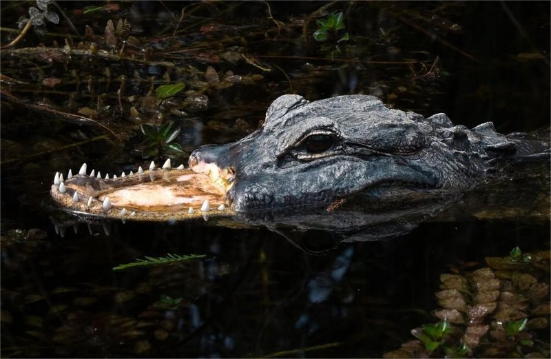 aligator