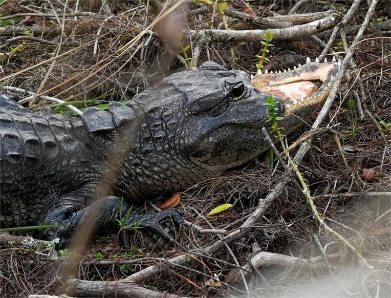 V močvirju opazili nekaj osupljivega: znanstveniki se sprašujejo, kako je to sploh mogoče (FOTO)