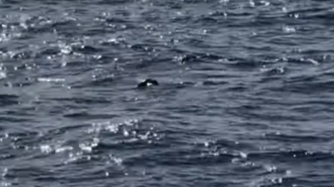 sredozemska medvedjica jadran jadransko morje črna gora