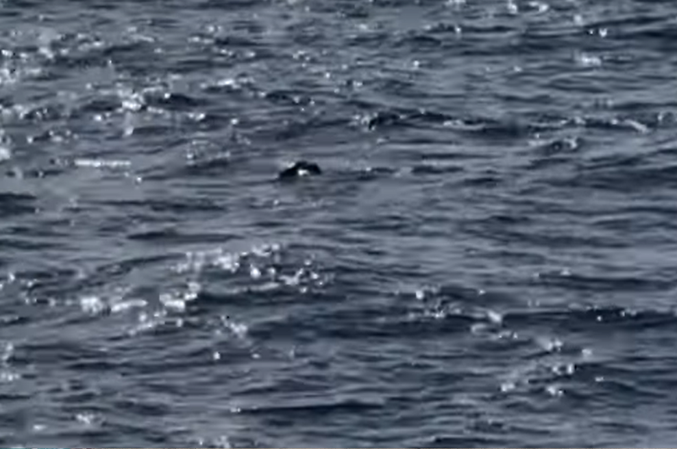 Prizor, ki je vsem vzel sapo: v Jadranskem morju opazili eno najredkejših bitij na svetu! (VIDEO) (foto: YouTube/posnetek zaslona)
