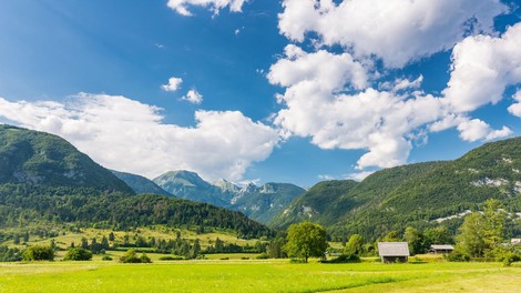 Na robu izumrtja do razcveta: Slovenski čudež v gozdu