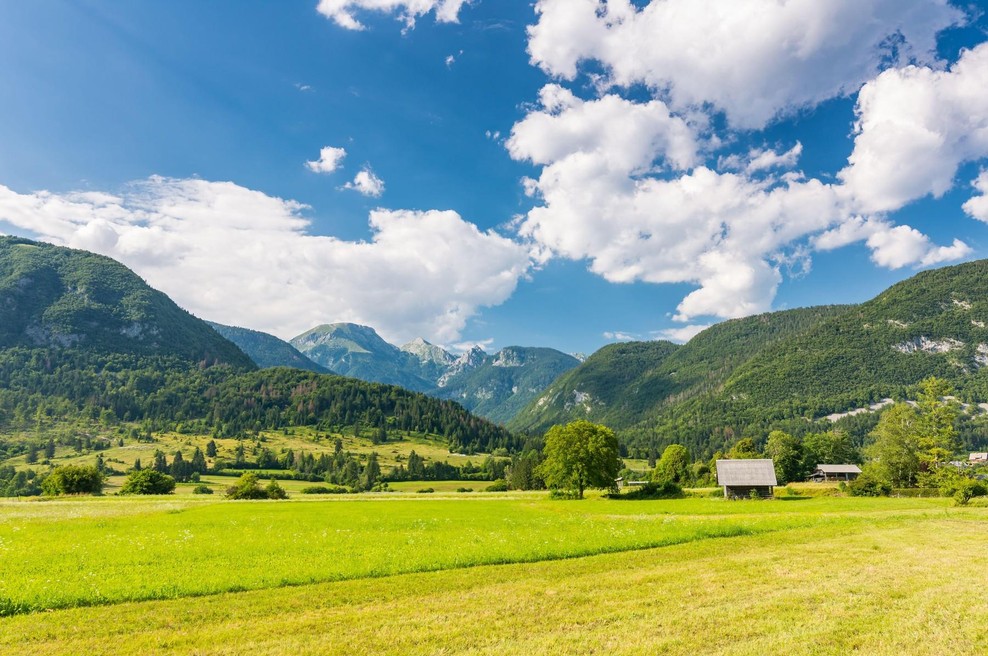 Na robu izumrtja do razcveta: Slovenski čudež v gozdu (foto: Profimedia)