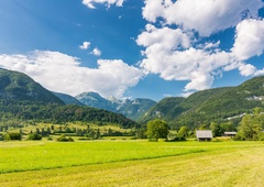Na robu izumrtja do razcveta: Slovenski čudež v gozdu